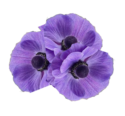 flower-2