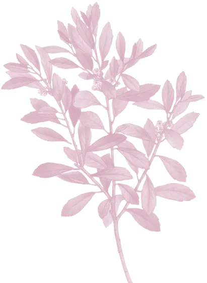 branch