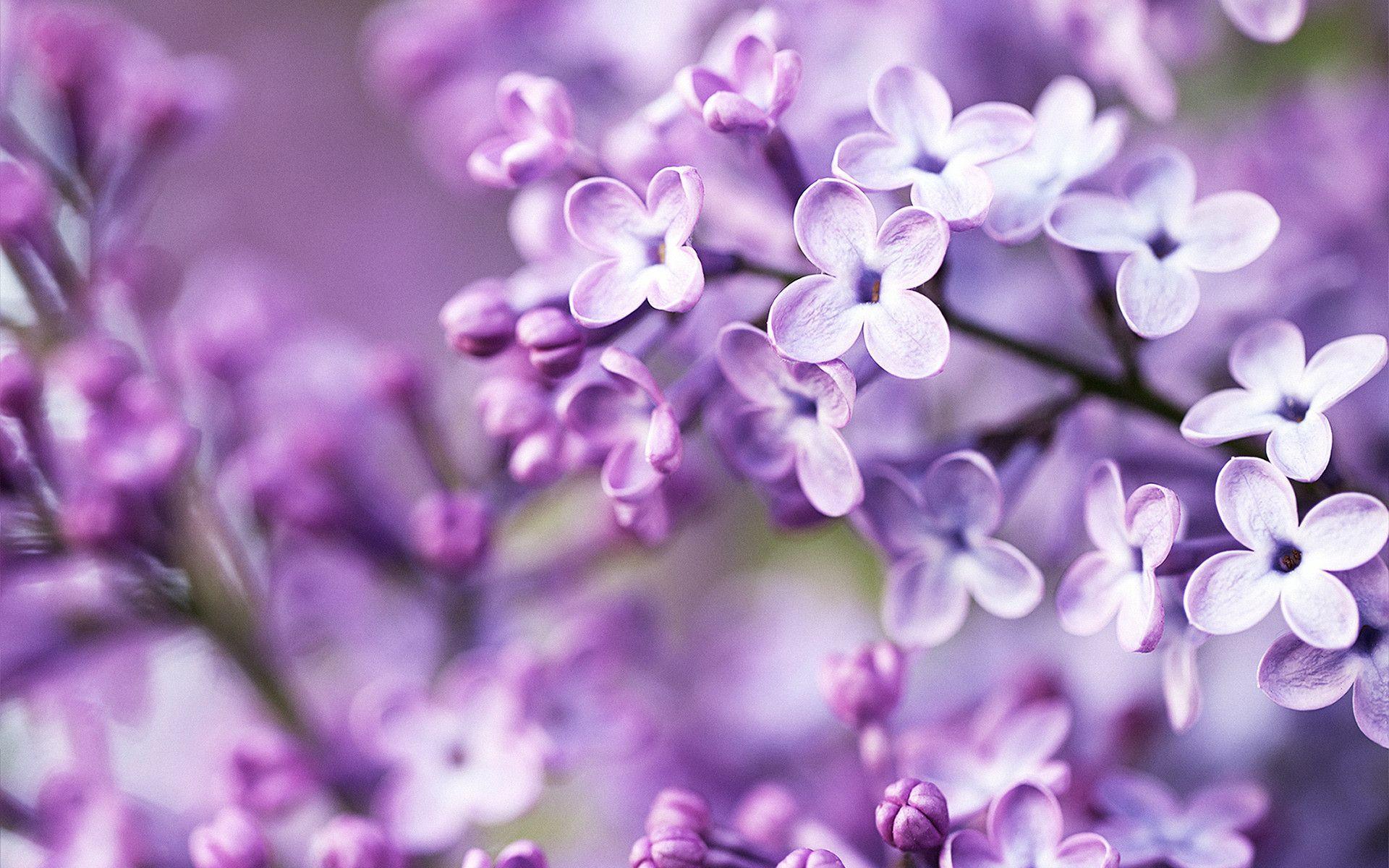 header-background